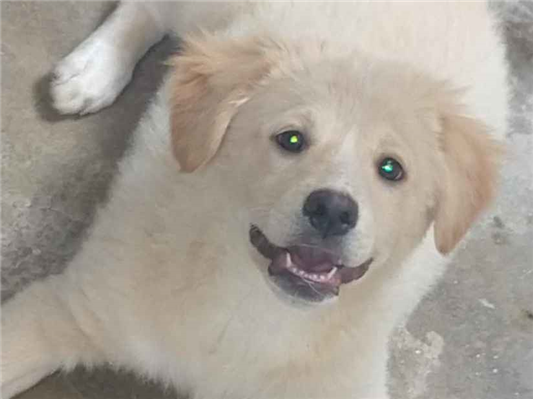 Cachorro cão para adoção Macho Médio  4 anos 