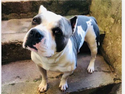 Cachorro cão para adoção Macho Médio  3 anos 