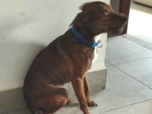 Cachorro cão para adoção Macho Médio  1 ano 