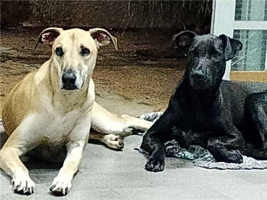 Cachorro cão para adoção Macho Grande 1 ano 