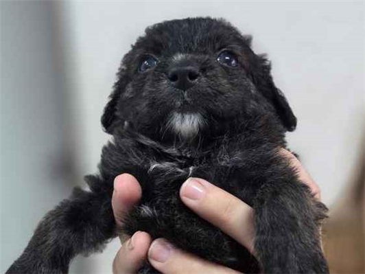 Cachorro cão para adoção Fêmea Pequeno Abaixo de 2 meses 