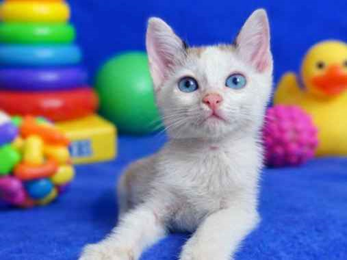 Gato para adoção Macho Pequeno 2 a 6 meses