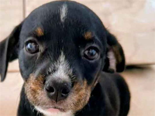 Cachorro cão para adoção Macho Pequeno Abaixo de 2 meses 