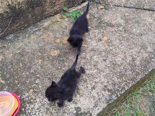 Gato - Ambos Pequeno2 a 6 meses