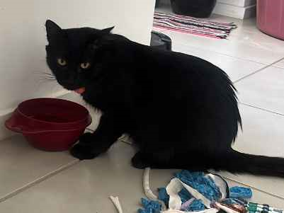 Gato para adoção Macho Médio 1 ano