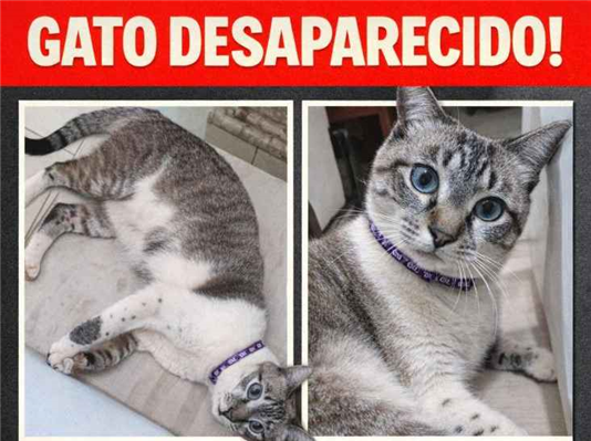 Gato Procura-Perdido Macho Médio 1 ano 