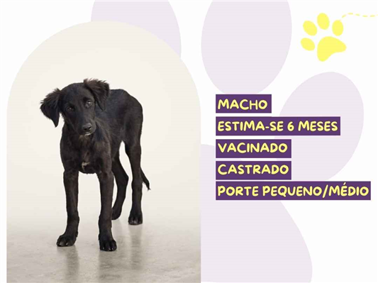 Cachorro cão para adoção Macho Médio  7 a 11 meses 