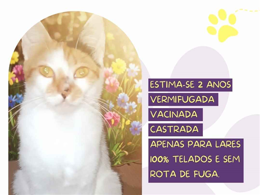 Gato para adoção Fêmea Médio 2 anos