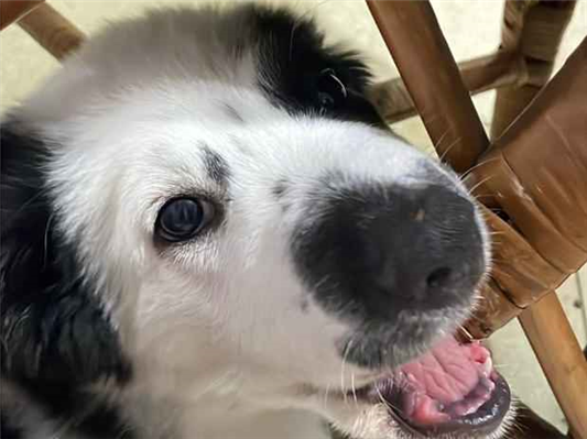 Cachorro cão para adoção Macho Médio  1 ano 