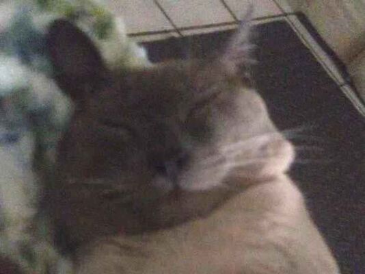 Gato para adoção Macho Pequeno 2 anos