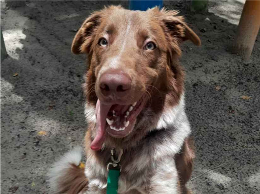 Cachorro cão para adoção Macho Médio  7 a 11 meses 