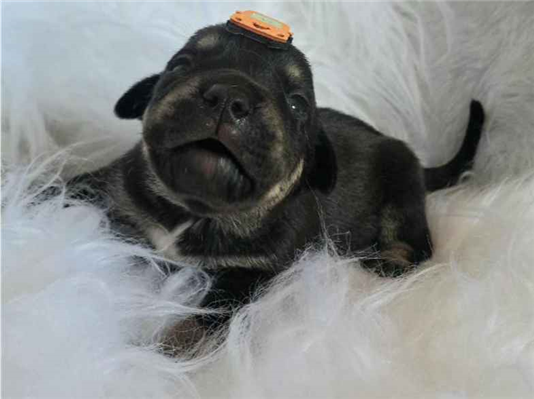 Cachorro cão para adoção Macho Médio  Abaixo de 2 meses 