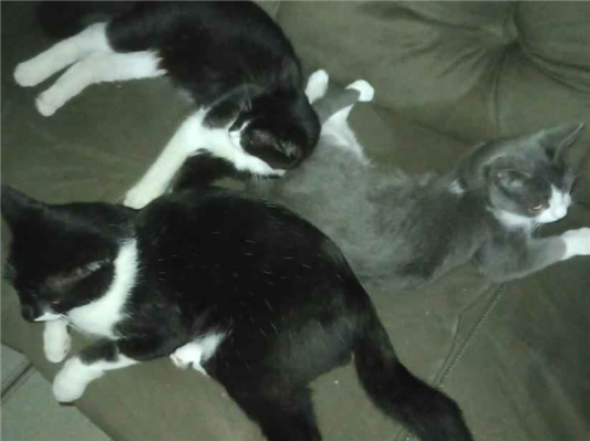 Gato para adoção Ambos Médio 7 a 11 meses