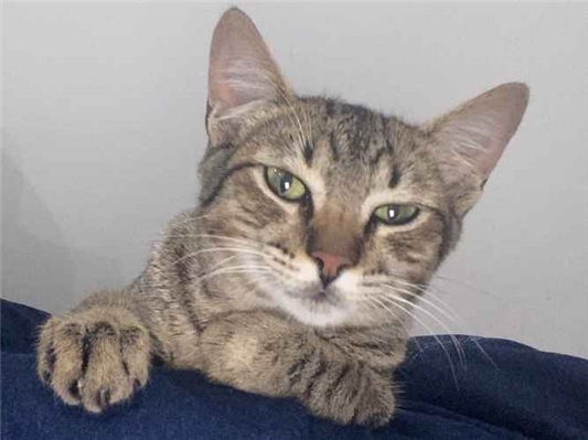 Gato - Macho Médio7 a 11 meses
