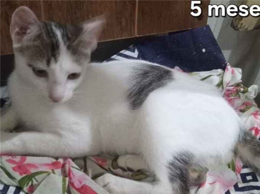Gato para adoção Ambos Pequeno 2 a 6 meses