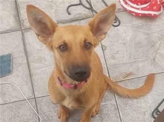 Cachorro cão para adoção Fêmea Grande 7 a 11 meses 