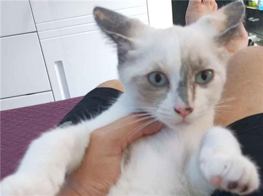 Gato para adoção Fêmea Pequeno 2 a 6 meses