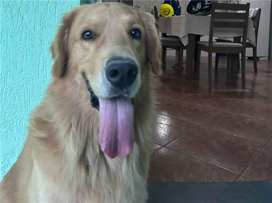Cachorro cão para adoção Macho Grande 5 anos 
