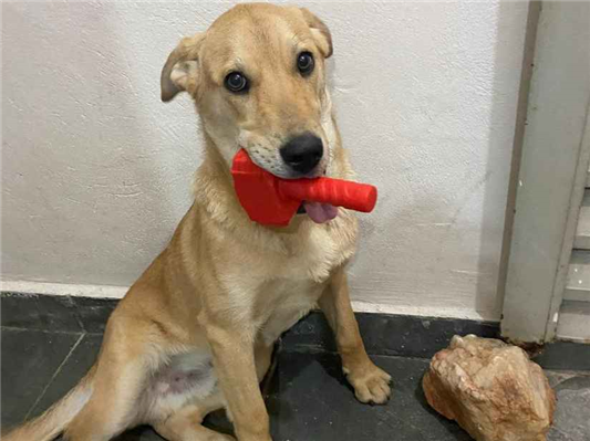 Cachorro cão para adoção Macho Médio  4 anos 