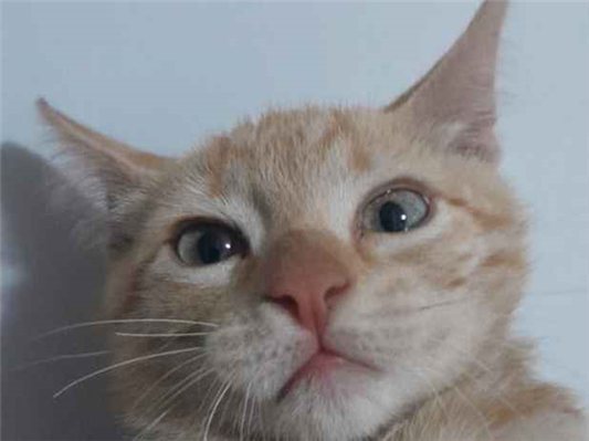 Gato Procura-Perdido Macho Médio 1 ano 