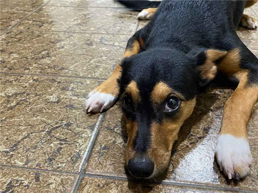 Cachorro cão para adoção Fêmea Médio  2 a 6 meses 