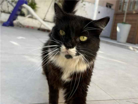 Gato para adoção Fêmea Médio 6 anos Acima