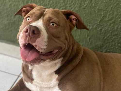 Cachorro cão para adoção Macho Médio  3 anos 