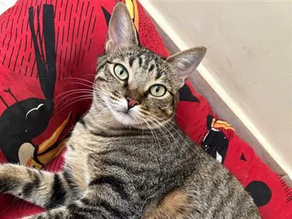 Gato SRD-ViraLata Pequeno 5-anos