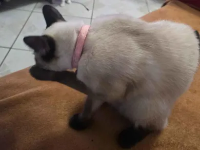 Gato Siamês Pequeno 7-a-11-meses