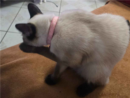Gato - Fêmea Pequeno7 a 11 meses