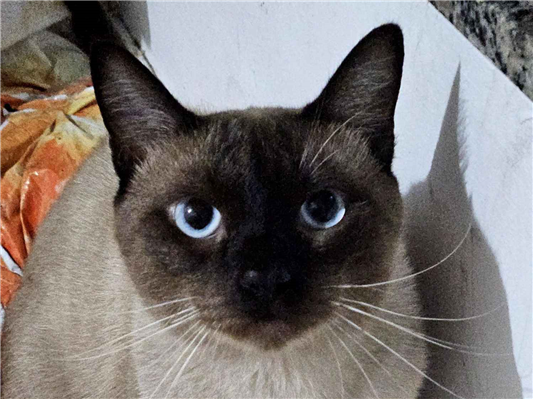Gato para adoção Macho Médio 7 a 11 meses