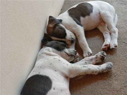 Cachorro cão para adoção Macho Médio  2 a 6 meses 