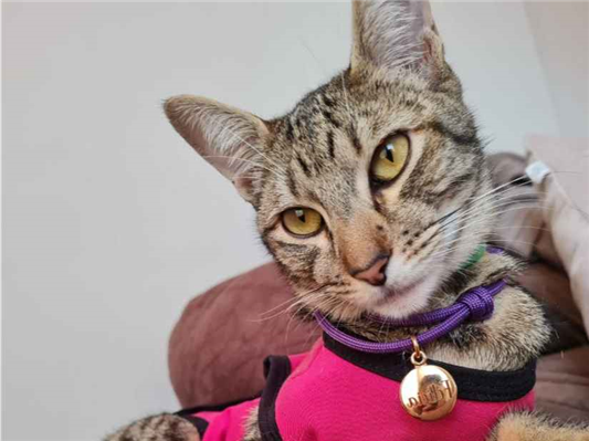 Gato para adoção Fêmea Pequeno 1 ano