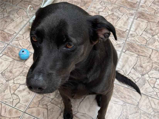 Cachorro cão para adoção Macho Médio  2 anos 