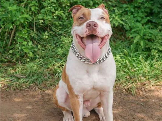 Cachorro cão para adoção Macho Grande 5 anos 