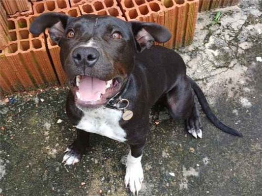 Cachorro cão para adoção Macho Médio  2 a 6 meses 