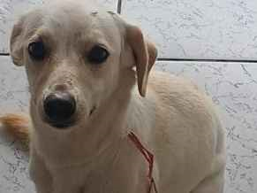 Cachorro cão para adoção Fêmea Médio  1 ano 
