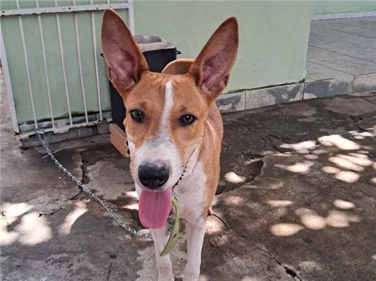 Cachorro cão para adoção Macho Médio  2 a 6 meses 