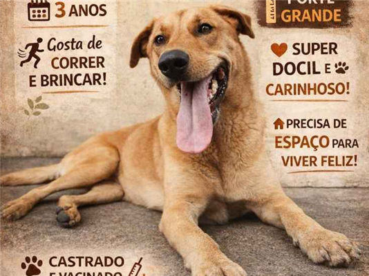 Cachorro cão para adoção Macho Grande 3 anos 