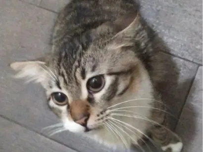 Gato SRD-ViraLata Pequeno 5-anos