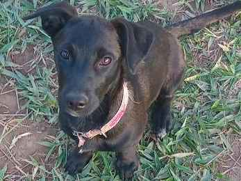 Cachorro cão para adoção Fêmea Pequeno 2 a 6 meses 