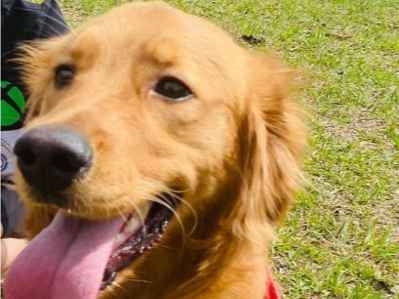 Cachorro cão para adoção Macho Grande 3 anos 