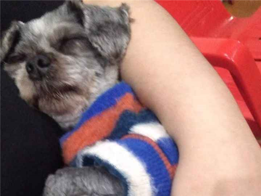 Cao Procura-Perdido Macho Pequeno 6 anos Acima 
