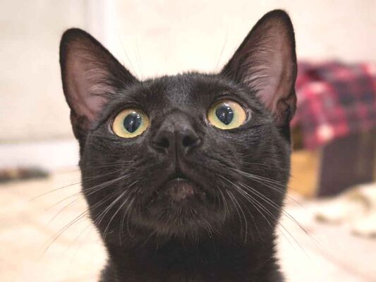 Gato para adoção Macho Médio 7 a 11 meses