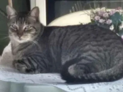 Gato SRD-ViraLata Pequeno 6-anos-Acima