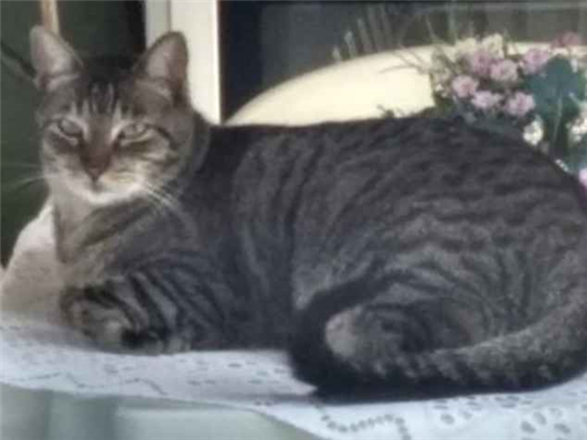 Gato Procura-Perdido Macho Pequeno 6 anos Acima 