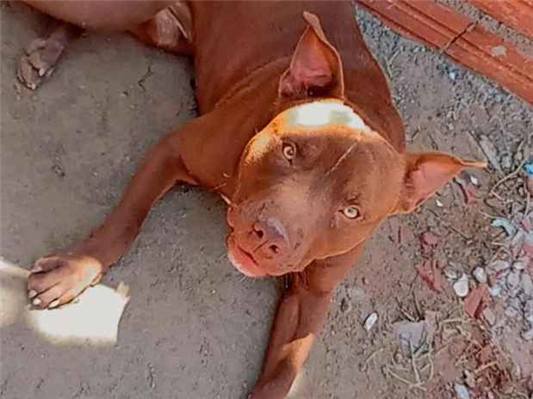 Cachorro cão para adoção Macho Médio  1 ano 