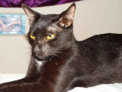 Gato SRD-ViraLata Medio 1-ano