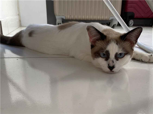 Gato para adoção Fêmea Pequeno 1 ano