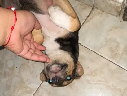 Cao SRD-ViraLata Pequeno 2-a-6-meses